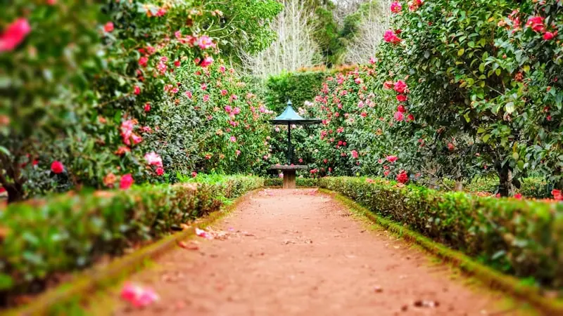Garden and Outdoors